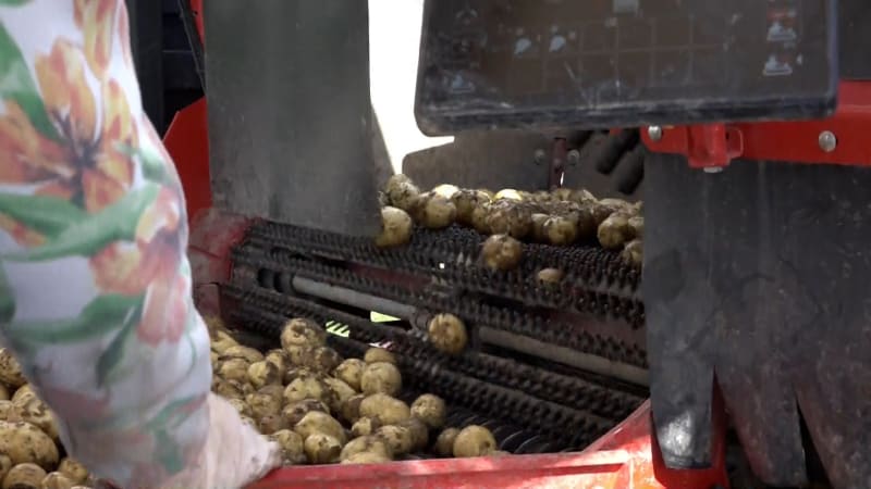 Brambory zlevnily za pár měsíců až o polovinu. Zemědělci už vědí, že na úrodě prodělají