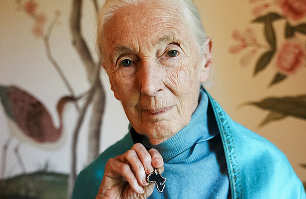Zemřela slavná bioložka Jane Goodallová. Zasvětila život studiu chování šimpanzů