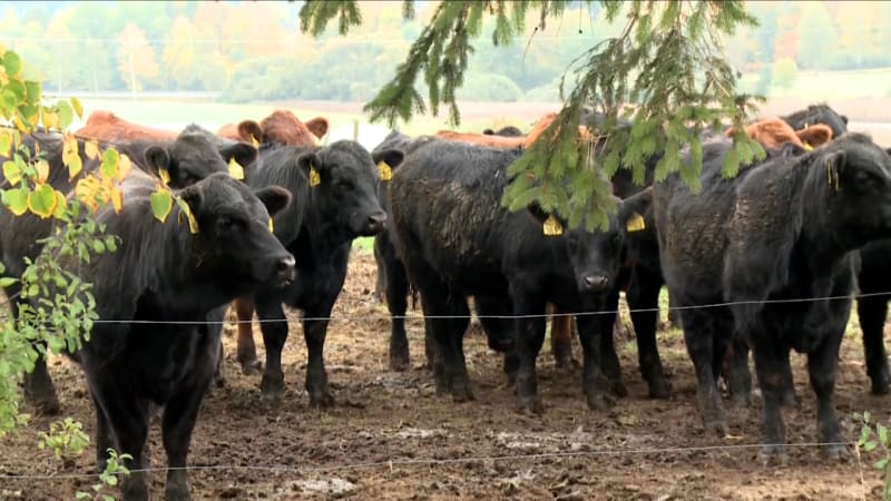 Rodinným farmám se daří i na jihu Čech. Neumím si představit něco jiného, říkají Šebelkovi