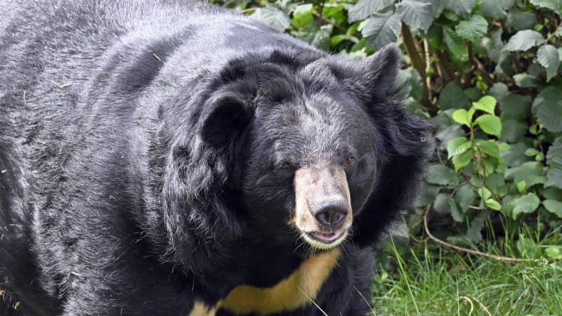 Medvědi rozsápali tři lidi za pouhý týden: Jedna oběť se našla v Japonsku bez hlavy