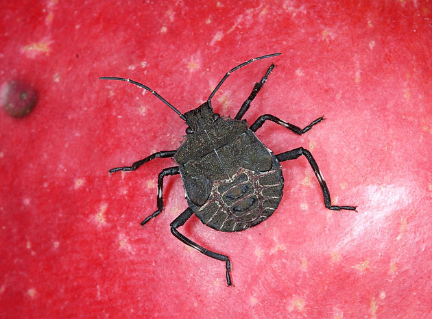 Kněžice vtrhly do domácností. Zjistěte, jak se jich zbavit šetrně