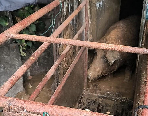 Zapáchající tekutina, žádná podestýlka, tma. Prasata žila v hrůzných podmínkách