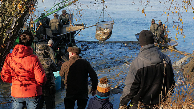 Závistský rybník vydal kapry pro vánoční stoly, cena se oproti loňsku nemění