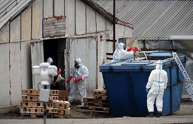 Na Nymbursku utratili veterináři kachny s ptačí chřipkou, pomáhali jim vězni