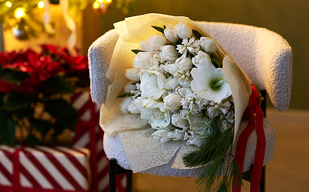 Hvězdník si lze užít nejen o Vánocích. Kvést vám mohou i v sezoně na zahradě