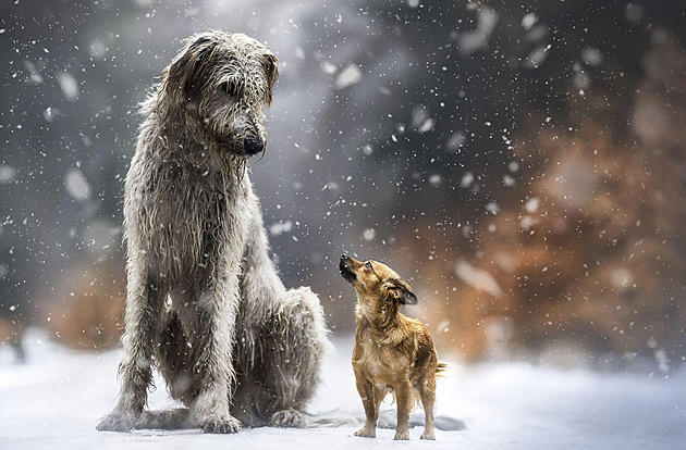 Začíná prosincová hra o krmivo pro psy nebo kočky. Stačí poslat fotografii