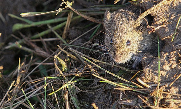 Populace hrabošů ve Zlínském kraji prudce roste. Hrozí, že zničí úrodu