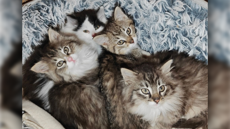 Toulavé kočky bez naděje? Sára a Iveta jim dávají druhou šanci, teď potřebují vaši pomoc