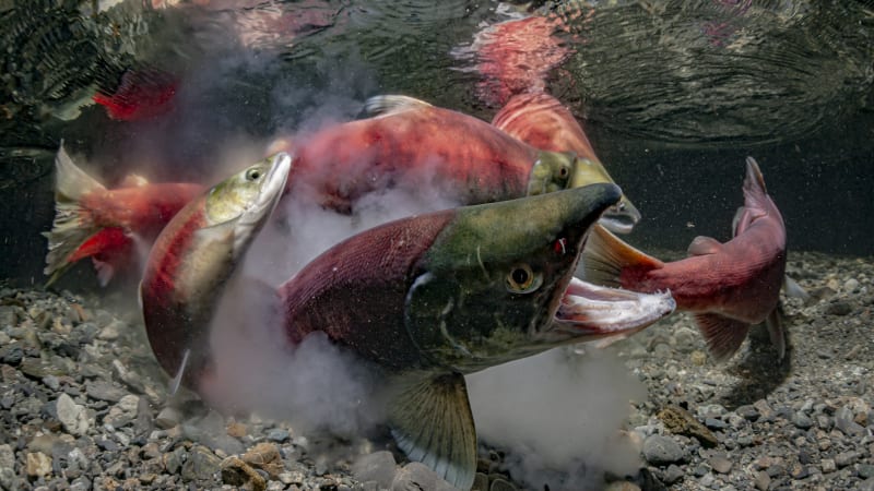 Lososi na kokainu se chovají úplně jinak, zjistili vědci. Do vody se droga dostává z kanalizace