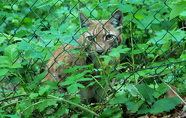 Z takového výběhu už neuprchnou. Jihlavská zoo se rysů ani po útěku nevzdala