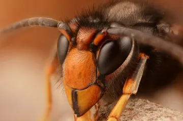 Invazní sršeň asijskou zaznamenali na Mělnicku. Hnízdo se zatím nenašlo